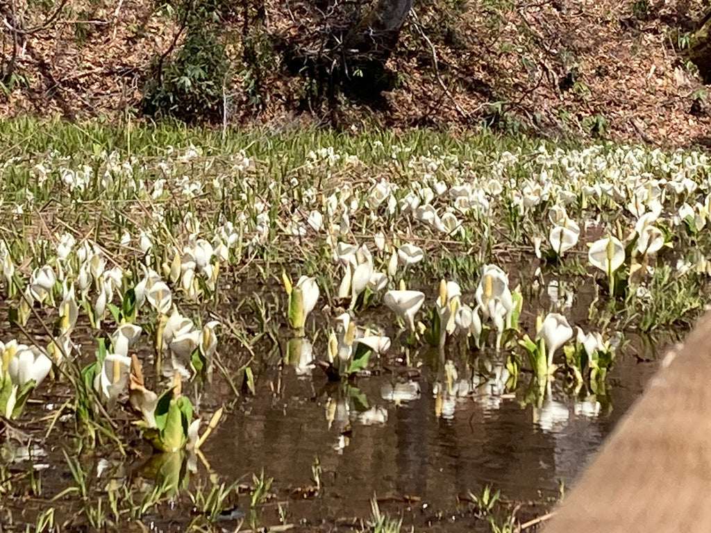 水芭蕉